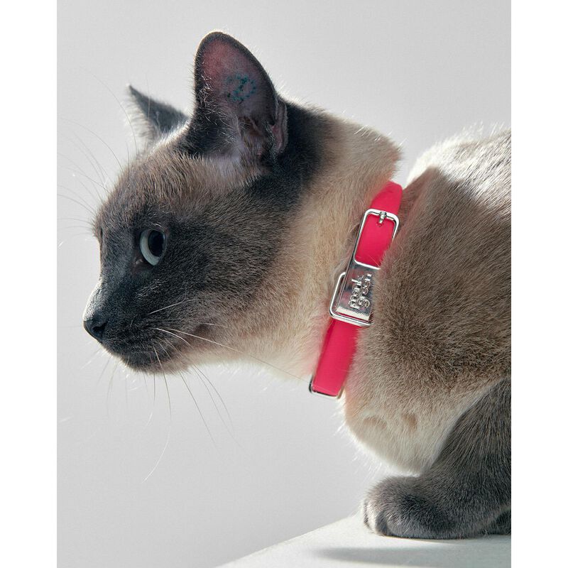 frank green Pet Collar + Name Tag - Small image number 1